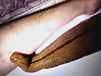 ペットとして飼っているヒルに自分の血を与え続けた結果・・・。ひぃぃぃぃぃぃ！