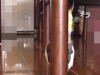 チラッ！カメラが気になる・・・。チラッ！見しまくるオカメインコが可愛いと話題。