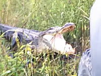 ワニさんTUEEEEE！野良ワニさんを見つけたので車で威嚇してみたら・・・。