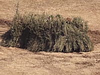 軍事動画。ジャパニーズスタイルの装甲兵員輸送車のカモフラージュが人気に。