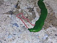 なんだこの生き物は！？台湾で鮮やかな緑色の奇妙な生き物が撮影されFacebookがパニックに。