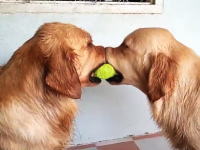 なんだこいつらｗｗ　一つのテニスボールを奪い合うワンコたちの元に・・・。