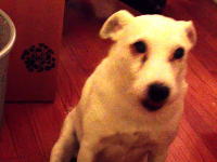 ゴミ箱にイタズラして叱られているワンコがｗ後ずさんなｗ隠れんなｗ