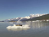 突然声をかけられて驚くオットセイの映像が高評価ｗｗｗ