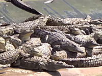 動物愛護団体PETAさんがエルメスにご立腹。ワニ皮製造工場を盗撮してネットにうｐ。