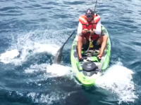 諦めろよｗｗｗカヤック釣りでサメに転覆させられても怯まないアングラー。こわいわｗ