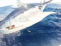 あぶねえｗｗｗカメラ目線でカジキがボートに突っ込んできたあああ！