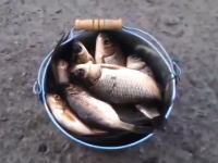 今日は大漁！バケツ一杯のコイを捕まえたぜ！と思ったら・・・。これはうまいｗ