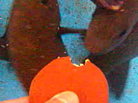 なんでも食べてしまう魚たち。色々なものを与えてみた動画。チョコパイも食べるのかよｗ