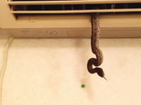 エアコンからヘビが出てきた時の対処方法。一戸建ての住宅に住んでいれば必ずある例の物で。
