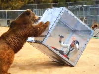 テレビ番組の裏側。この熊に襲われているのイモトアヤコじゃねえ？Ｗ