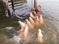 ゴールデンレトリバーの群れに追われる男性ｗなんだこれ幸せそうｗ