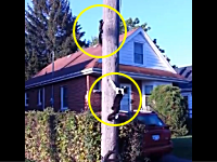 リスを追って電柱に登ったニャンコの動画ワロタ。リスの方が一枚上手。