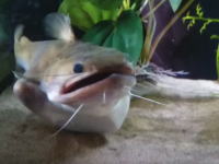 驚くほど大きな獲物を丸飲みしたナマズさんのお腹がヤバい事になる動画。