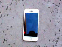 非通知設定でiPhoneが鳴ると周りのアリさんたちに不思議な事が起きる！？