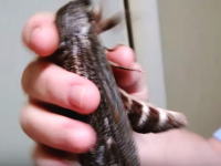 これはペットなのか！？手のひらサイズの巨大な蛾を可愛がる男性の映像。