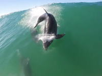 イルカとニアミス。ジャンプしたイルカと衝突しそうになったビデオ。