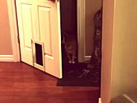 ニャンコの自由すぎる行動。え？せっかく開けたのに何で？ｗという12秒動画が人気に。