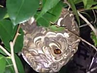 こんな手があったのか！スズメバチの巣を安全に駆除する画期的なアイデア。これはまじ頭ヨスギ！