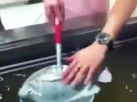 瞬間冷凍された魚が水に浸けると蘇る！？魔法のようなビデオが海外で話題に。