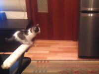 ネコ動画が好きな人はこのビデオでニヤニヤできるハズ。頑張る子猫のよくできました動画。